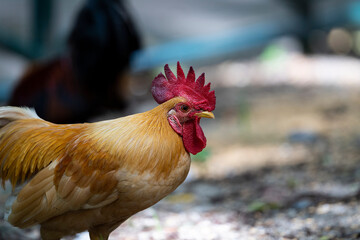 Junglefowl