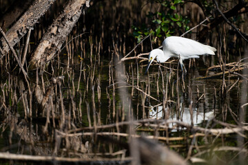 Little Egret