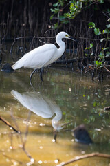 Little Egret