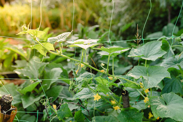 cucumber vine