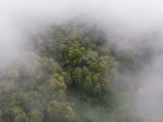 Fototapeta premium After the rain, a cloud of mist was blown over the tropical rainforest.