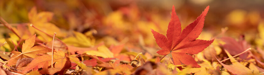 Red maple leaf  in autumn with maple tree under sunlight landscape.Maple leaves turn yellow, orange, red in autumn.