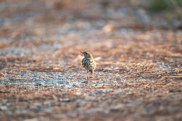 Olive - backed Pipit
