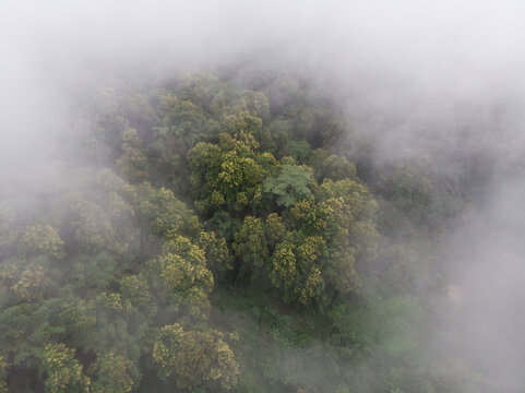 After the rain, a cloud of mist was blown over the tropical rainforest. © MemoryMan