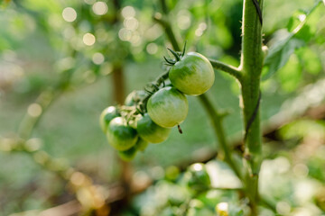 bunch of unripe green cherry tomatoes on branch in garden. Soft focus