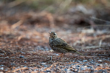 Olive - backed Pipit
