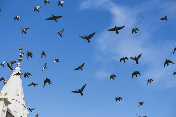 flock of birds in flight mode open wings blue sky