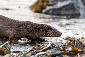 Otter (Lutra lutra) on the coastline of Mull, Scotland