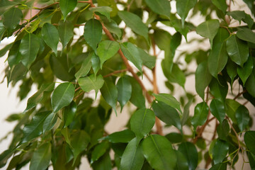 Green leaves of home plant Ficus benjamina
