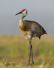 Sandhill Crane on a foggy morning enjoying the sunrise.