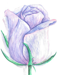 Hand-drawn watercolor illustration of purple rose. Botany. Idea for posters, postcards, books, print, etc.