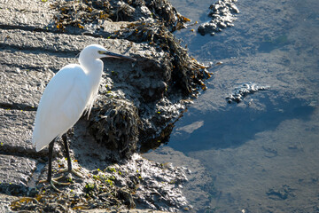 Egret a white heron standing by the edge of the water