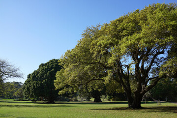 Big trees and green grass field in big city park, nature background.