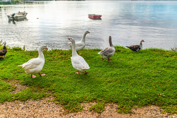 Obraz premium Gooses grazing on bank green meadow by lake with boats