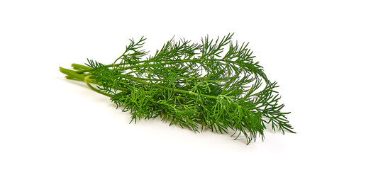 Fresh dill bunch, fresh condiments, isolated on white background.