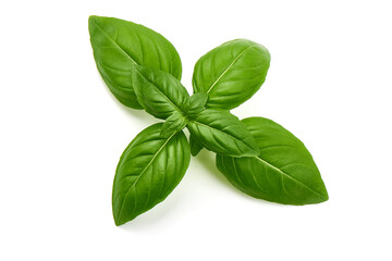 Basil isolated. Basil leaf on white. Close-up.