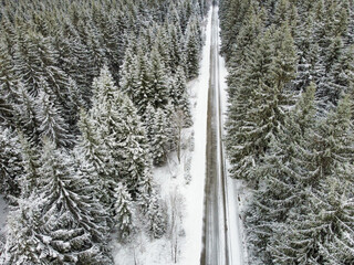 snow covered pine trees in the vogtland mountains