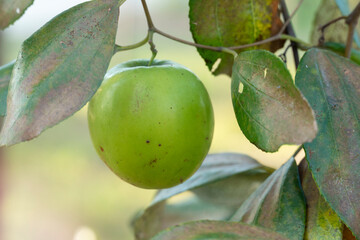 Single jujube fruit hanging on a branch of tree. for nature background.
