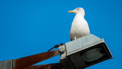 andorinha - animal - ave - voar 