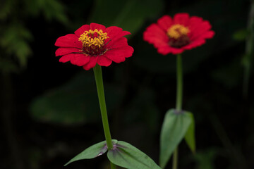 red flower