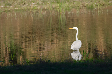 White heron (Ardea alba) fishing on the banks of a river with calm and calm waters. Spain