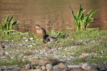 Common ducks on the bank of a river.