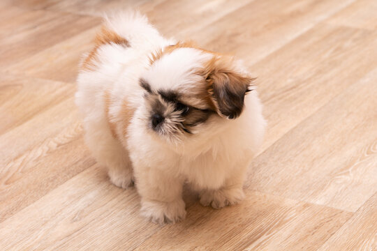 A cute shitsu puppy playing at home. Close-up. Copyspace.