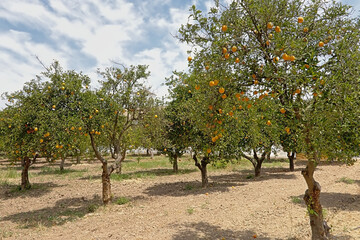 Fototapeta na wymiar Many orange trees in Parque del alamillo park, Seville