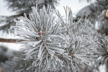 snow covered pine tree branches