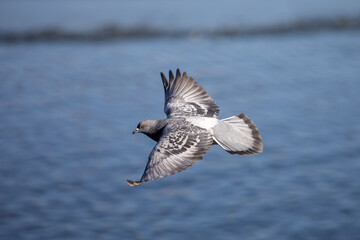 Pigeon in flight