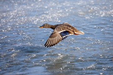 Single flying mallard duck with wings wide open