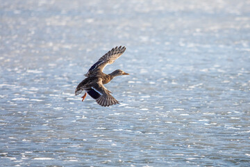Single flying mallard duck with wings wide open
