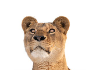 Obraz premium female lion portrait isolated on white background