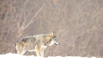 The european wild wolf (Canis lupus lupus) on the snow. Blizzard.