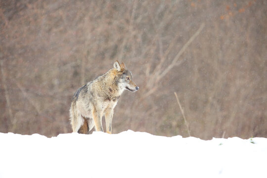 The european wild wolf (Canis lupus lupus) on the snow. Blizzard.