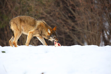 The european wild wolf (Canis lupus lupus) on the snow.