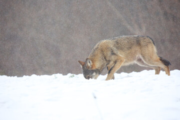 Fototapeta premium The wild european wolf (Canis lupus lupus) in the snow blizzard.