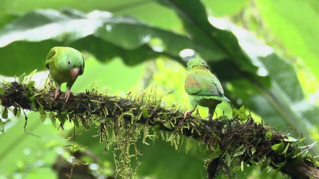 Orange-chinned Parakeet (Brotogeris jugularis) three on a branch in rainforest while raining