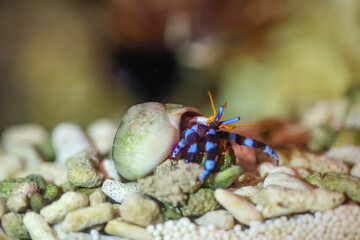 Ein Einsiedlerkrebs, Krabbe in einem Schneckenhaus im Meerwasseraquarium.