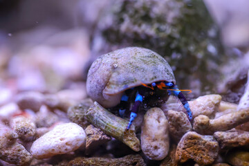 Ein Einsiedlerkrebs, Krabbe in einem Schneckenhaus im Meerwasseraquarium.