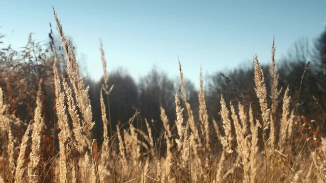 Field grass quickly swaying in the wind and sky. Date of shooting day 22 October, 2021 year, MSK time. This video was filmed in Russia.