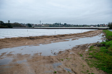 muguet preparatifs plantation