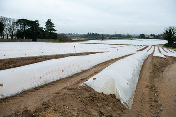 muguet preparatifs plantation