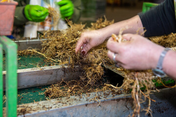 muguet preparatifs plantation