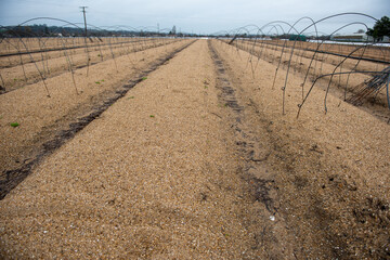 muguet preparatifs plantation
