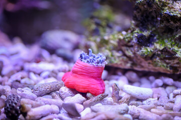 Eine Kupferanemone, welche gerade durch ihr Aquarium wandert. Anemonen ändern immer wieder ihren Standort.