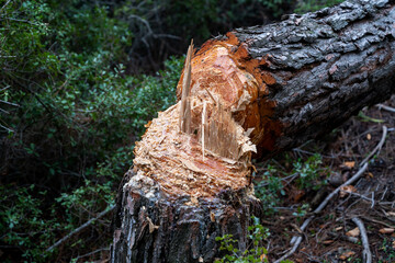 Close up photo of illicitly chopped grown pine tree in the woods. İllegal deforestation concept.