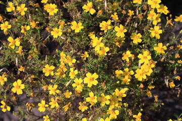 Small yellow flowers bloomed on a bushy plant in late summer