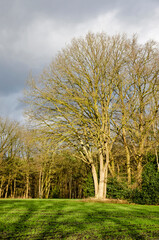 Tree on the transition zone between forests and meadows near Zuidwolde, The Netherlands, illuminated by the low sun on a winter day