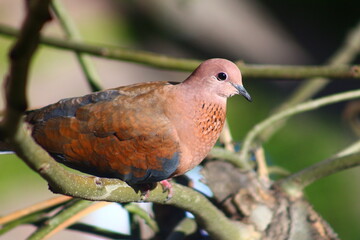robin on a branch
